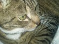 /album/mijn-huisdiertjes/img760640183-kopie-kopie-kopie-jpeg/